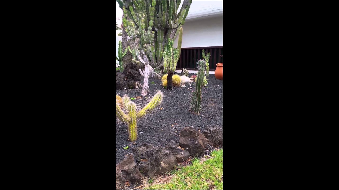Kittens in cacti
