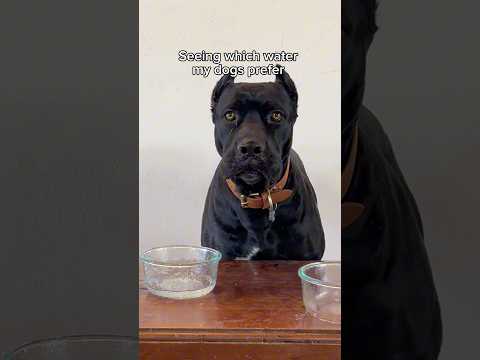 ARE YOU KIDDING ME ONYX?! 🤣🤭Wait until the end🤯