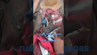 Download lagu mikat dipinggiran sawah #zonaruakruak poin siang tadi patuk nya langkar curing naa kita cuba nanti mp3