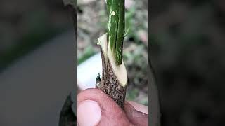 Download lagu Lime Grafting #plants #malaysia mp3 Download lagu Lime Grafting #plants #malaysia mp3