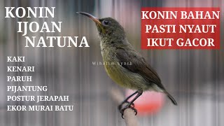 Download lagu CUKUP SEMENIT KONIN IKUT GACOR • PANCINGAN KOLIBRI NINJA BAHAN •TERAPI KONIN IJOAN GACOR mp3