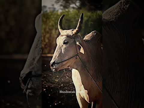 #pb03 #punjab life love of Punjab ❤️❤️ WhatsApp status video ❤️❤️