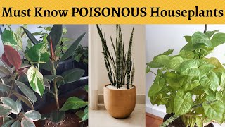 10 Toxic Houseplants for Kids and Pets
