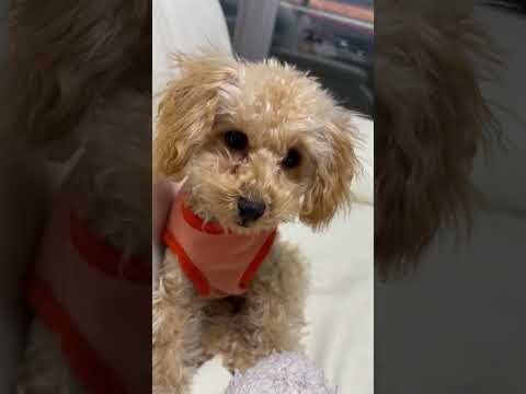 経営学科 トイプードル　on ソファー #トイプードル #トイプードル #dog #puppy #子犬 #miniaturepoodle #toypoodle