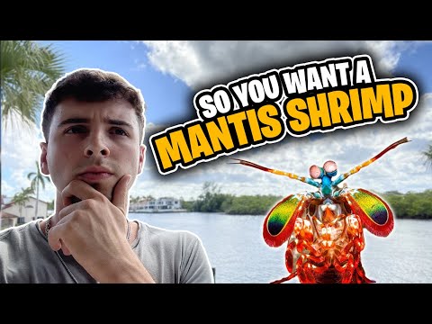 Watch This Video Before Buying a MANTIS SHRIMP