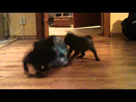 Geschirrhandtücher-Räuber-Gang de la Haye.mp4