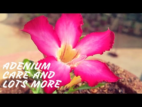 , title : 'Adenium care in simple steps || Get more Adenium blooms || Fertilizing Desert Rose'