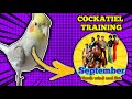 COCKATIEL SINGING - September earth wind and fire (COCKATIEL TRAINING)