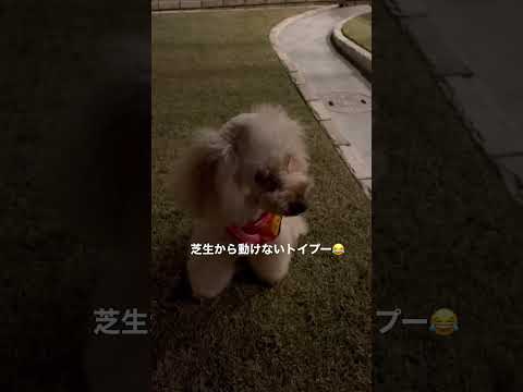 うちの犬が芝生に穴を開けるのはなぜですか?理由と解決策  庭園