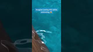 Download lagu This whale shark was so close 😳 (via @Trips with Tiff) #shorts mp3