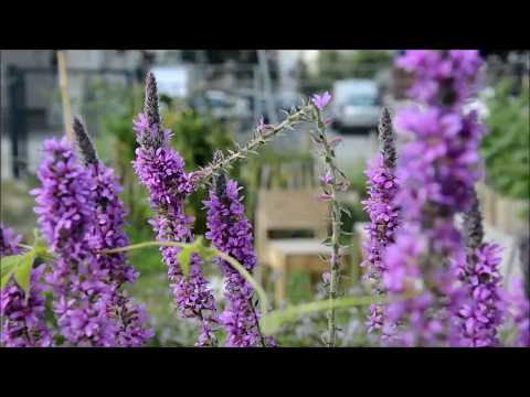 Invitation to the Multireligious Peace Prayer of the House of One