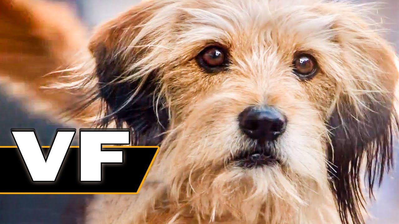 BENJI Bande Annonce VF (Famille, Netflix, 2018)