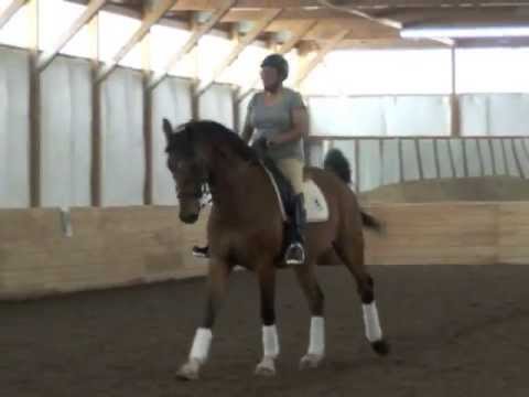 SOLD!!!1999 Imported KWPN Grand Prix Schoolmaster by Flemmingh - Elizabeth, CO