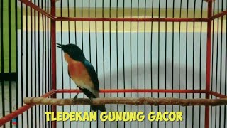 Download lagu Tledekan gunung gacor mantap buat masteran burung lomba mp3