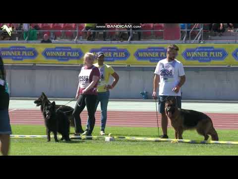 BSZS-2023  LSTH-GHKH / Зигер-2023 рабочие класс длинношерстных сук - 5 - презентация 1VA и 2VA