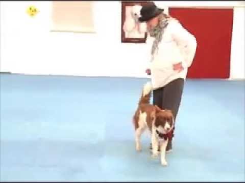 Rose and Gypsy Canine Freestyle Training