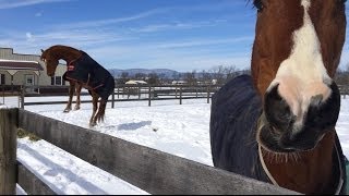 Horses having fun in the snow