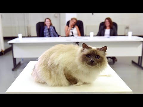 O2 Happy Cat Casting with Sarah Harding