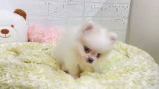 ポメラニアンの動画01