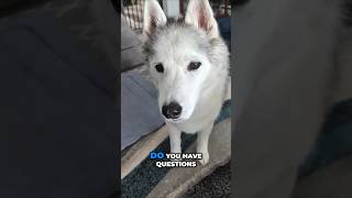 My Husky Decides It's PLAY TIME!  Do you have Questions for us?