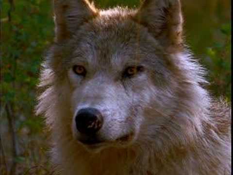 more relaxing wolves sounds and music