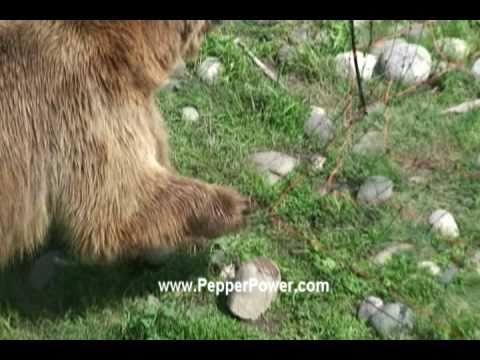 download lagu mp3 mp4 Black Bear Energy Calgary, download lagu Black Bear Energy Calgary gratis, unduh video klip Black Bear Energy Calgary