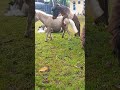 Kuda Poni  Equus Ferus Caballus Kuda Padi Kuda Kudaponi Kudalumping Horse
