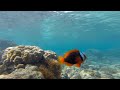 The Philippines: Sipalay Underwater life Gopro 2014 ...