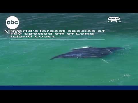 Rare oceanic manta ray spotted off Long Island coast