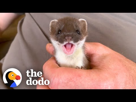 , title : 'Tiny Baby Stoat Has The Best Reaction When She Meets Someone Like Her | The Dodo Little But Fierce'