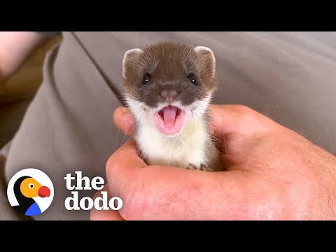La petite hermine réagit merveilleusement bien lorsqu'elle rencontre quelqu'un comme elle | le do...