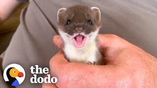 Tiny Baby Stoat Has The Best Reaction When She Meets Someone Like Her | The Dodo Little But Fierce