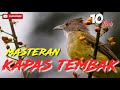 MASTERAN KAPAS TEMBAK DURASI PANJANG 10 JAM KAPAS TEMBAK NGEROL SUARA JERNIH ISIAN BURUNG LOMBA