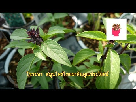 สำหรับผู้หญิงที่จะซื้อผลิตภัณฑ์ที่น่าสนใจ ใส่ร้ายในการเป็นค้อนของ ธ อร์