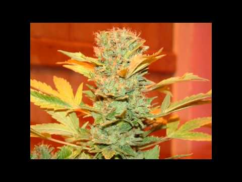 Ralmo feat Nidza Dzidza feat Bronx-Salvatrucica