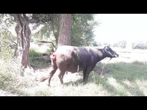 Super Bass full meeting  2020