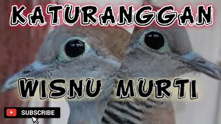 Download lagu SUARA PANCINGAN PERKUTUT KATURANGGAN WISNU MURTI || PERKUTUT LOKAL ALAM mp3