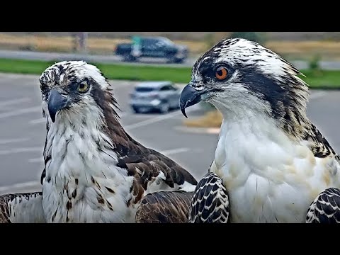Up Close With Iris And Her Chick At Hellgate Osprey Nest – August 13, 2024