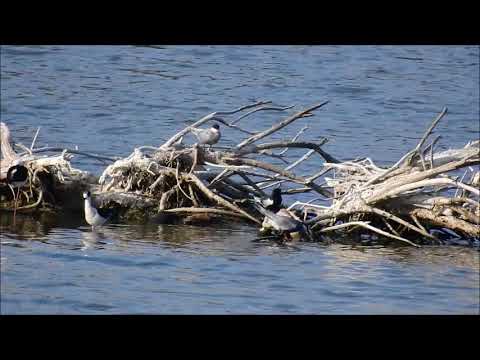 2019 05 04 Fumarel aliblanco