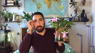 Bloom Profile: No.28 | Cattleya Mini Purple Blue Hawaii