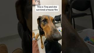 Video preview image #1 Doberman Pinscher-German Shepherd Dog Mix Puppy For Sale in Huntley, IL, USA