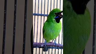 Download lagu Cucak ijo mini gacor FULL ISIAN MELIMPAH mp3