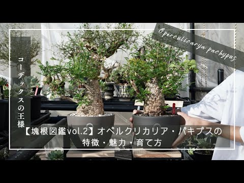 サンディエゴ動物園のペレア・カプレオルス