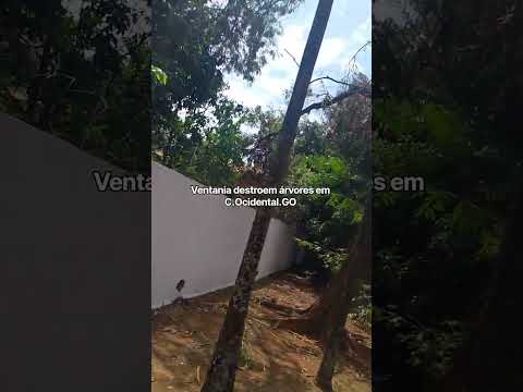 Ventanias derrubam árvores em C.Ocidental.GO.