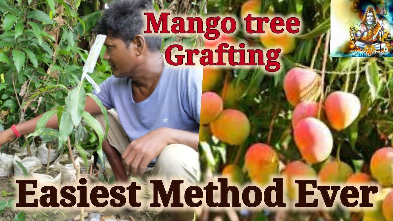 So Simple method of Mango Tree Grafting ! Nursery method of Mango Tree Grafting - YouTube