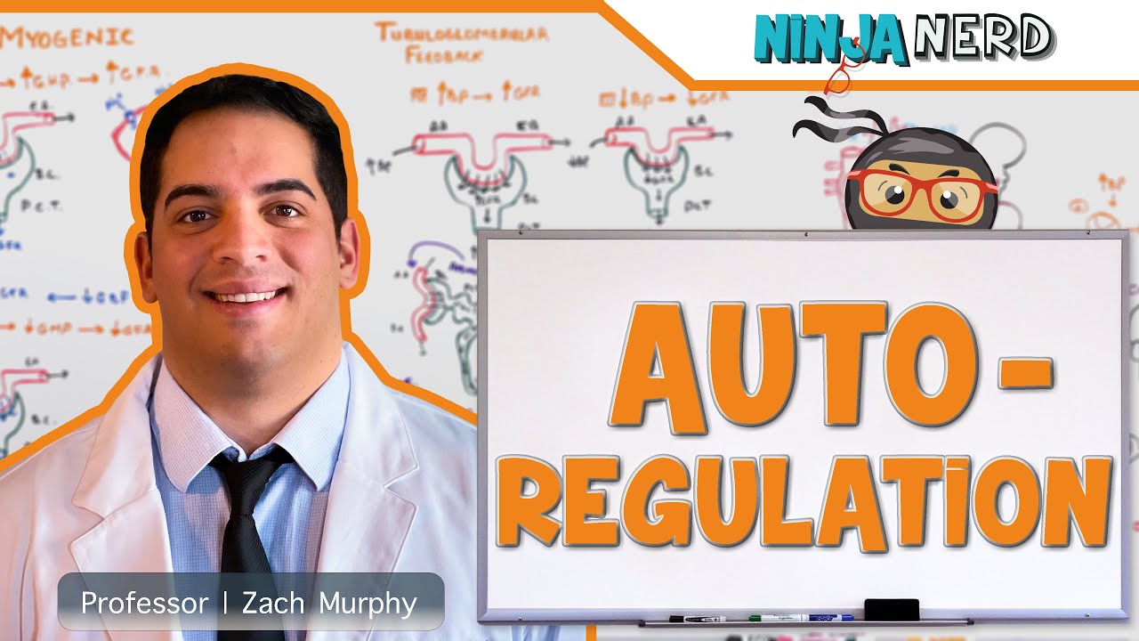 Renal | Autoregulation (Updated)