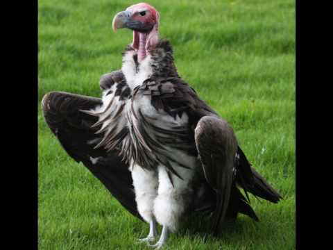 Popidiot - Love vulture