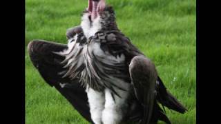 Popidiot - Love vulture