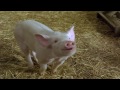 Charlotte S Web Animal Logic VFX
