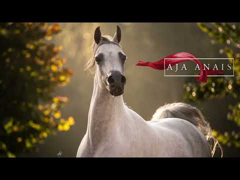 AJA ANAIS - (AJ Mardan x AJA Antaliya), 2017 Mare